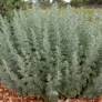 Artemisia absinthium - Absinthe