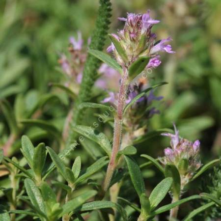 Thymus glabrescens - Thym faux petit-chêne