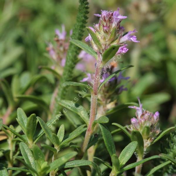 Thymus glabrescens - Thym faux petit-chêne Thymus glabrescens - Thym faux petit-chêne