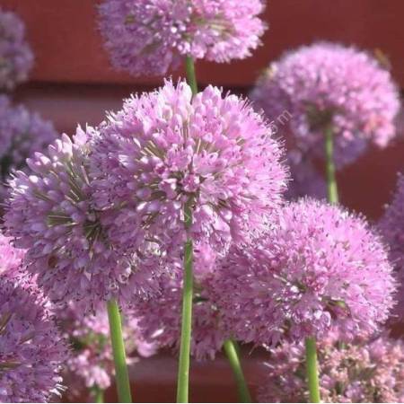 Allium 'Iden Croft'