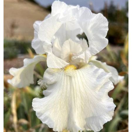 Iris 'Zurich'