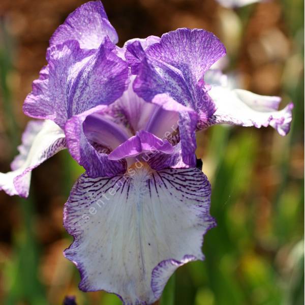 Iris 'Doll Ribbons' Iris 'Doll Ribbons'