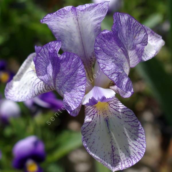 Iris 'Petite Monet' Iris 'Petite Monet'