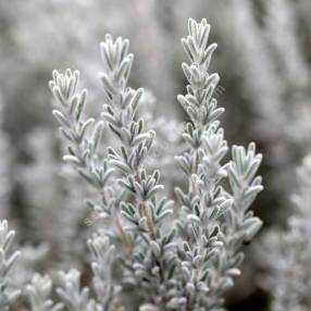 Rosmarinus x mendizabalii ''gris cendré'' - Romarin tomenteux