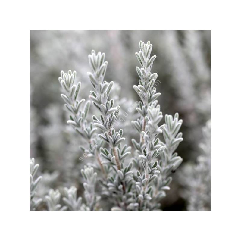 Rosmarinus x mendizabalii ''gris cendré'' - Romarin tomenteux
