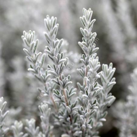 Rosmarinus x mendizabalii ''gris cendré'' - Romarin tomenteux