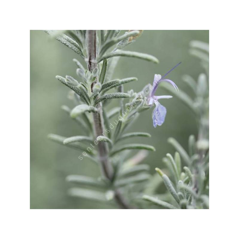 Rosmarinus x mendizabalii - Romarin tomenteux