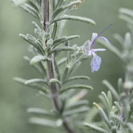 Rosmarinus x mendizabalii - Romarin tomenteux