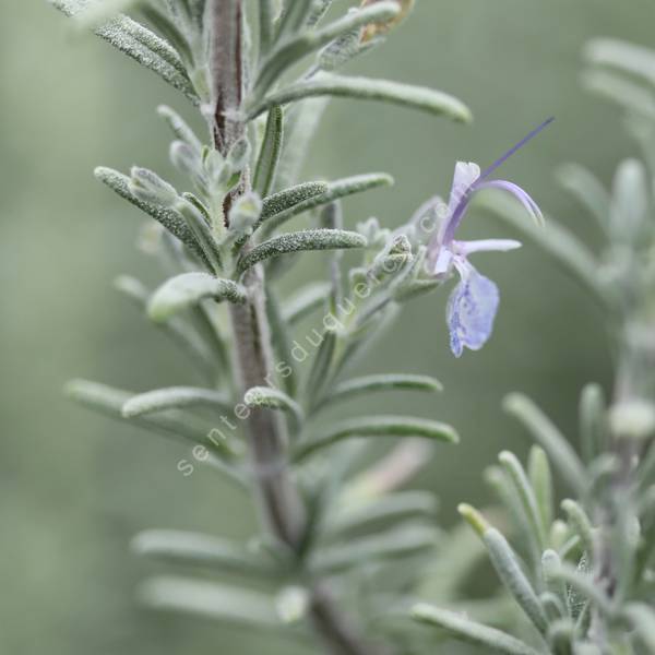 Rosmarinus x mendizabalii - Romarin tomenteux