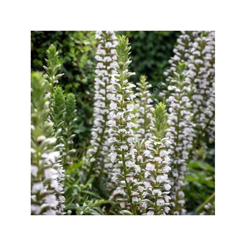Acanthus mollis 'Rue Ledan' - Acanthe à fleurs blanches