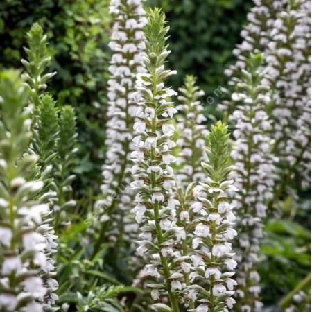 Acanthus mollis 'Rue Ledan' - Acanthe à fleurs blanches