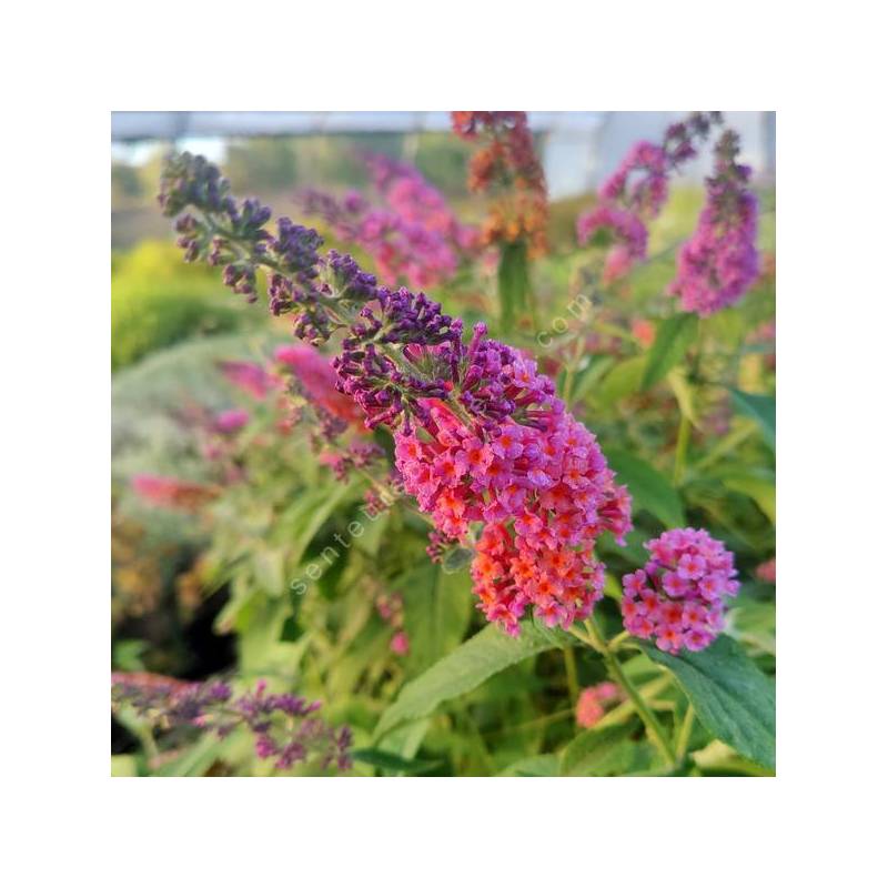Buddleja x weyeriana 'Bicolor' - Arbre aux papillons