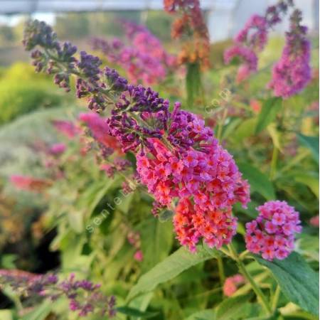 Buddleja x weyeriana 'Bicolor' - Arbre aux papillons