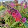 Buddleja x weyeriana 'Bicolor' - Arbre aux papillons