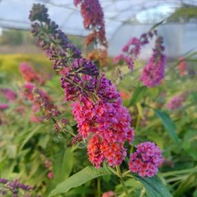 Buddleja x weyeriana 'Bicolor' - Arbre aux papillons