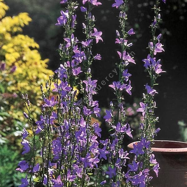 Campanula pyramidalis - Campanule pyramidale