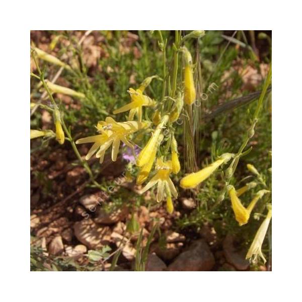 Penstemon pinifolius 'Mersea Yellow' - Galane à feuilles de pin à fleur jaune