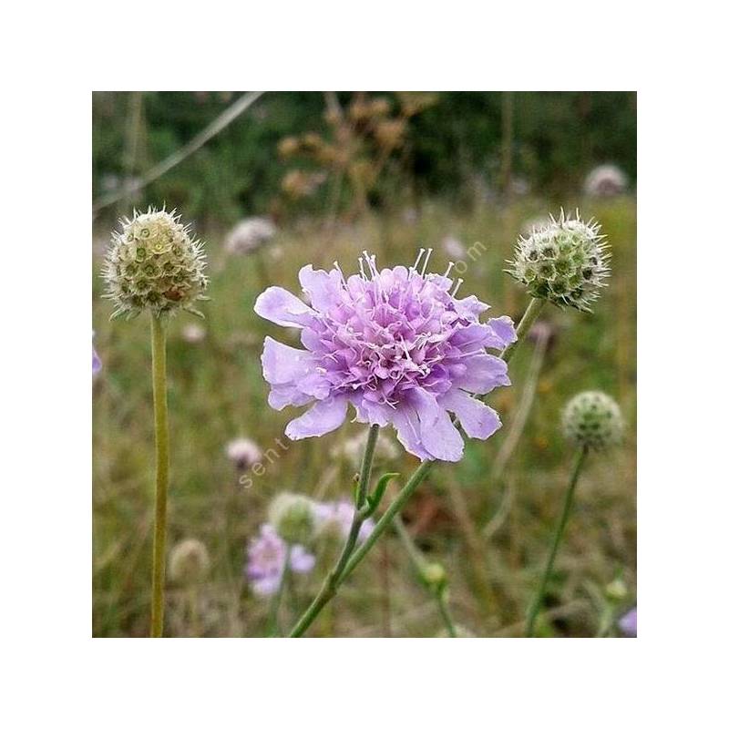 Scabiosa canescens - Scabieuse blanchâtre, Scabieuse odorante
