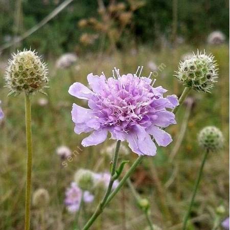 Scabiosa canescens - Scabieuse blanchâtre, Scabieuse odorante