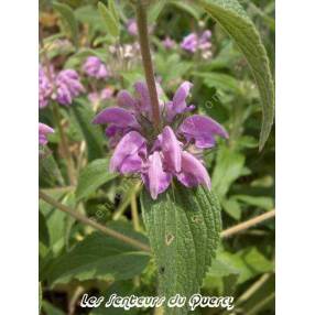 Phlomis herba-venti - Sauge de Jérusalem herbe au vent