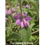 Phlomis herba-venti - Sauge de Jérusalem herbe au vent