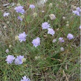 Scabiosa canescens - Scabieuse blanchâtre, Scabieuse odorante
