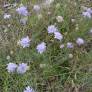 Scabiosa canescens - Scabieuse blanchâtre, Scabieuse odorante