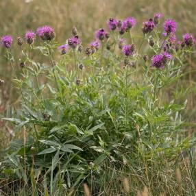 Centaurea scabiosa - Centaurée scabieuse