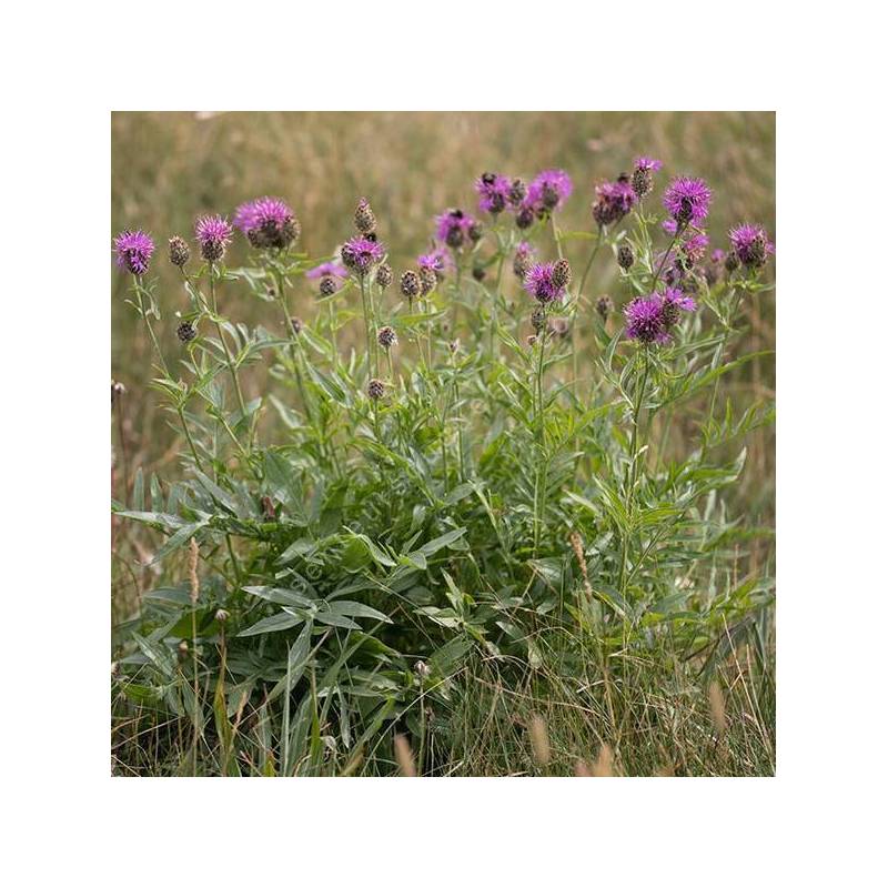 Centaurea scabiosa - Centaurée scabieuse