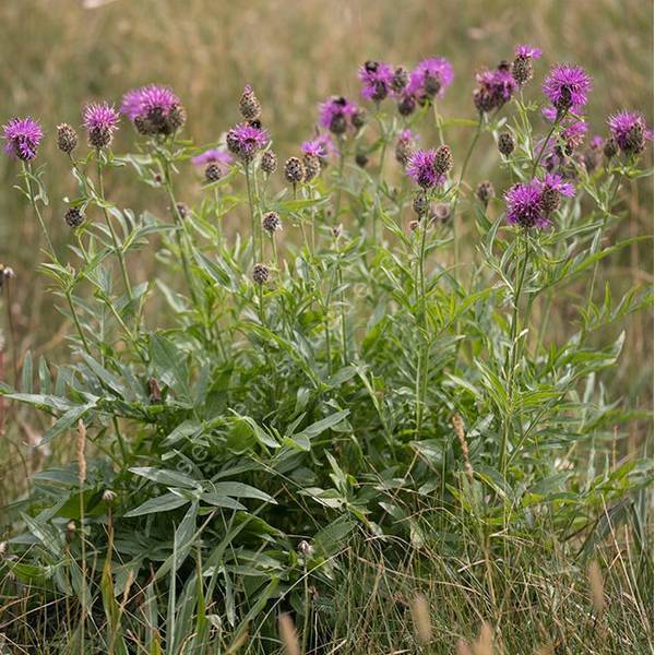 Centaurea scabiosa - Centaurée scabieuse