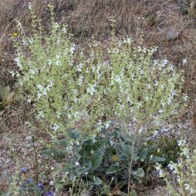 Salvia candidissima Sauge laineuse blanche