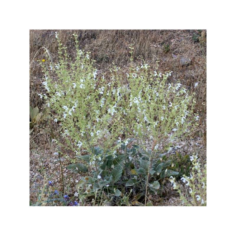 Salvia candidissima Sauge laineuse blanche