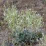 Salvia candidissima Sauge laineuse blanche