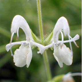 Fleurs ivoire de Salvia candidissima