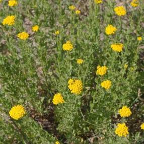 Achillea ageratum - Achillée à feuilles d'Agératum