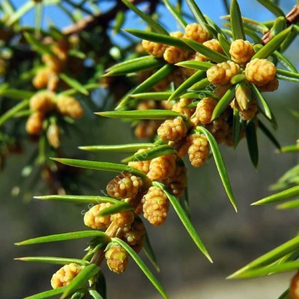 Juniperus communis "mâle" - Genévrier commun