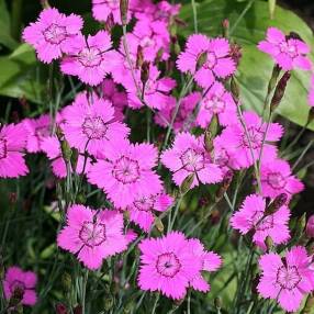 Dianthus deltoides - Œillet à delta ou Œillet couché