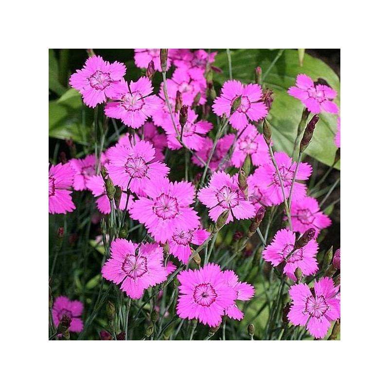 Dianthus deltoides - Œillet à delta ou Œillet couché