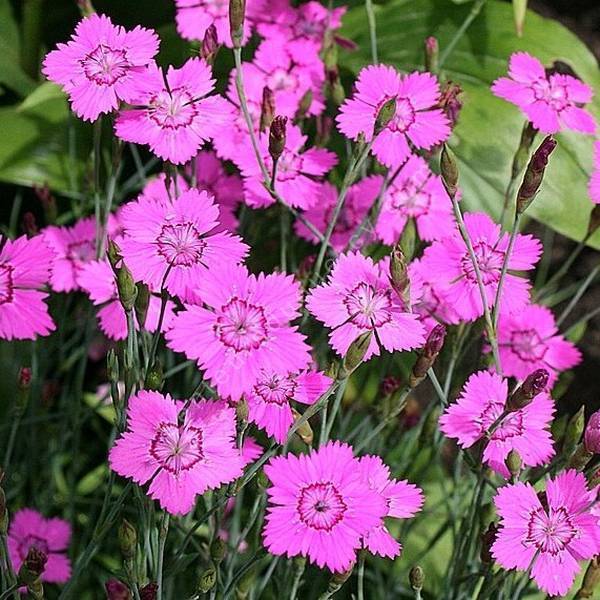 Dianthus deltoides - Œillet à delta ou Œillet couché