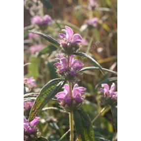 Phlomis herba-venti - Sauge de Jérusalem herbe au vent