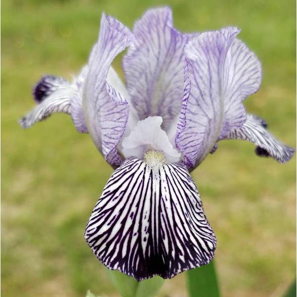Iris variegata 'Reginae'