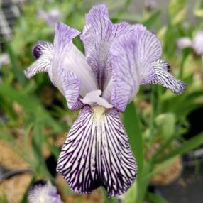 Iris variegata 'Reginae'