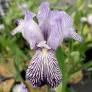 Iris variegata 'Reginae'