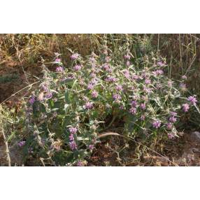 Phlomis herba-venti - Sauge de Jérusalem herbe au vent