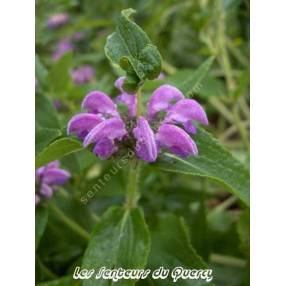 Phlomis herba-venti - Sauge de Jérusalem herbe au vent