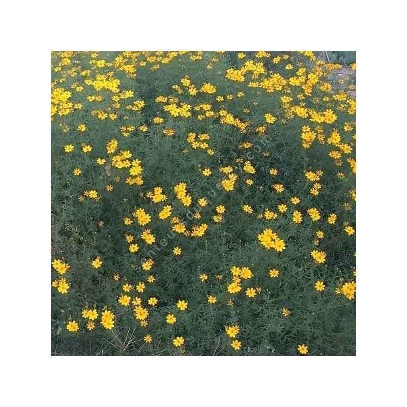 Tagetes lemmonii - plante qui sent le fruit de la passion