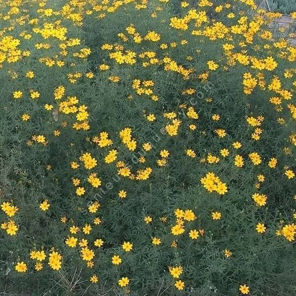 Tagetes lemmonii - plante qui sent le fruit de la passion