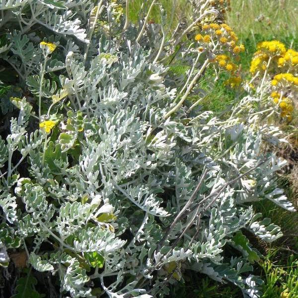 Senecio cineraria - Séneçon cinéraire