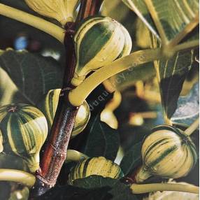 Figuier Panaché Ficus carica avec figues rayées bicolores en pot