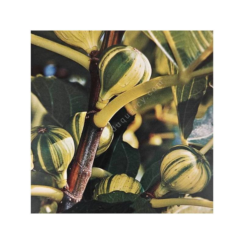 Figuier Panaché Ficus carica avec figues rayées bicolores en pot